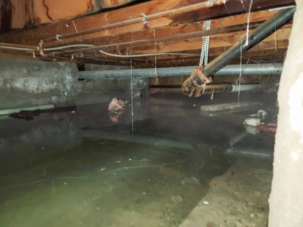 Best Fire Damage Restoration  in Neuse Forest, NC